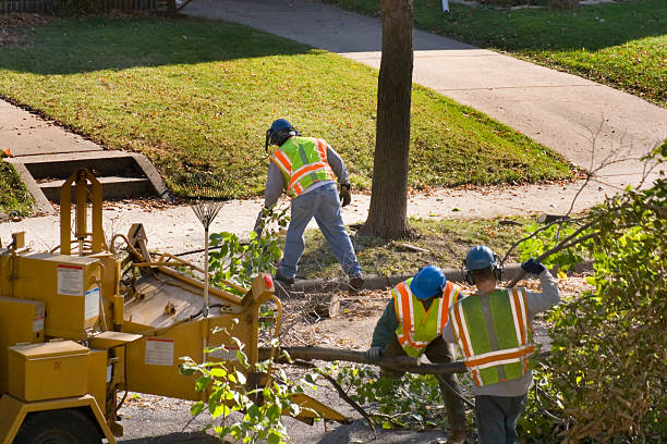 Emergency Storm Tree Removal in Windom, MN